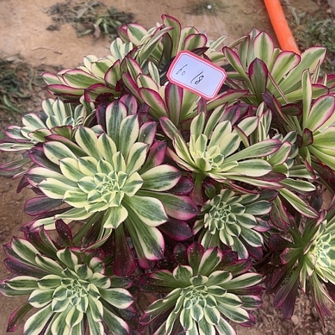 多肉植物天和60号