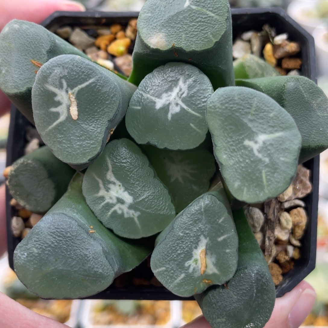 小蔡的菜园82卡罗拉 脱土发货