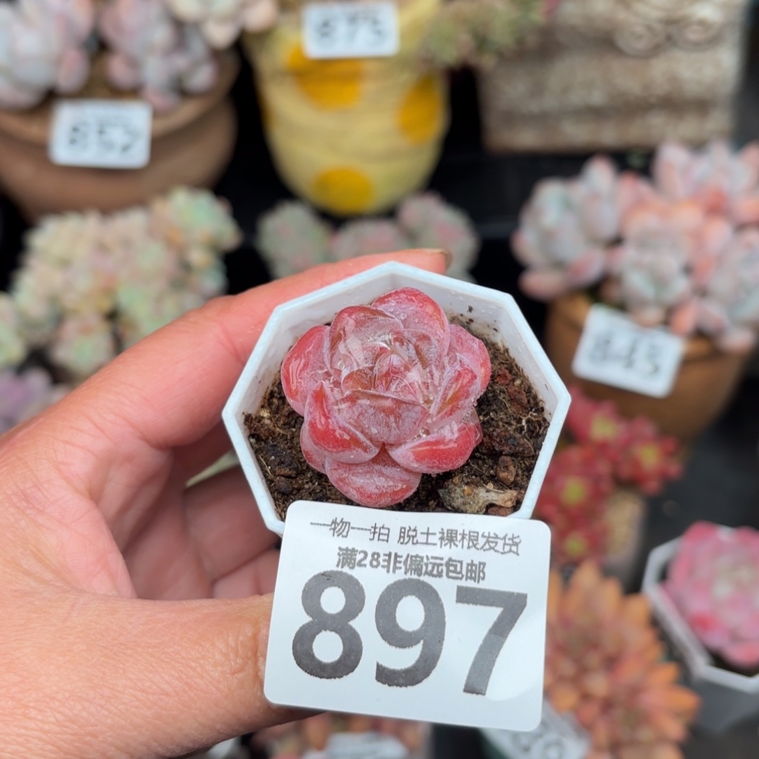 玉兔单头无盆土发货