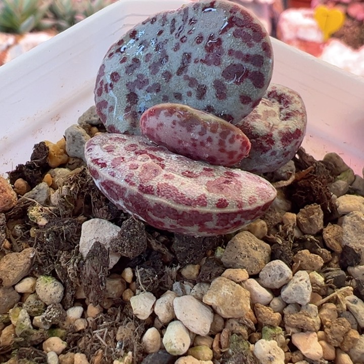 感谢支持一物一拍