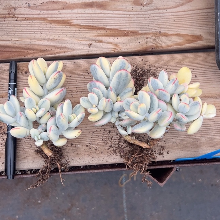 无花朵702号福娘锦两个无砍