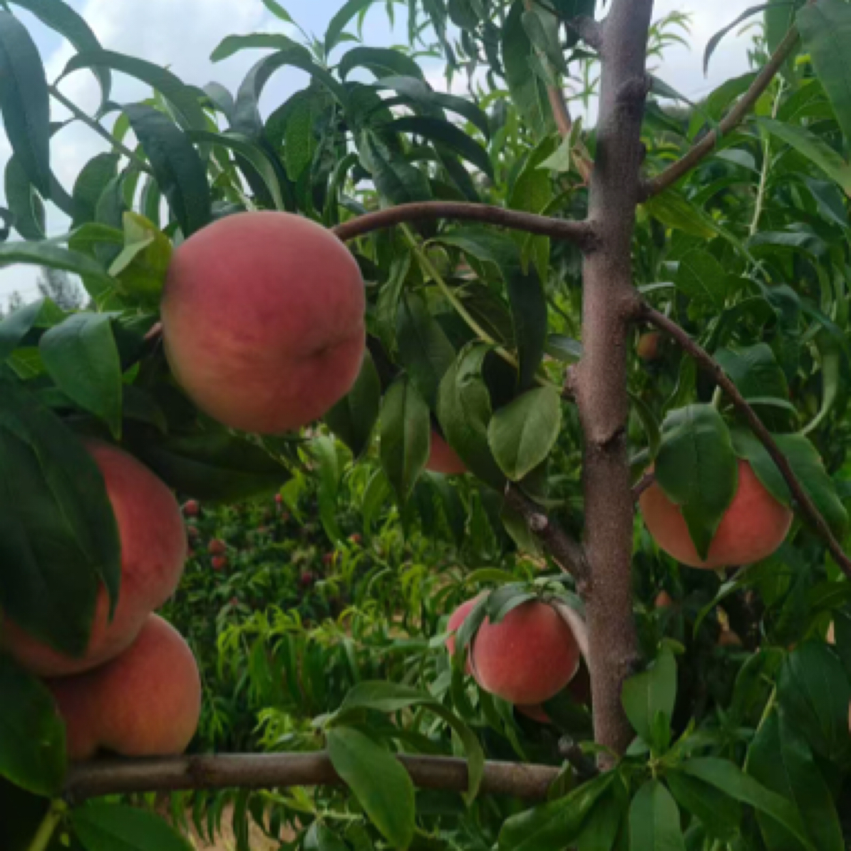 蒙阴露天红毛桃，老人孕妈孩子脆甜可口「中通发货」图片仅供参考.