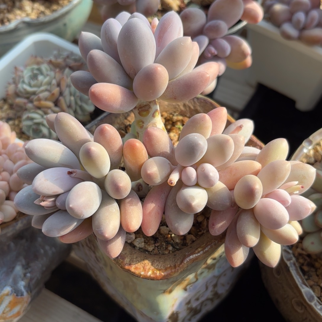 汤1111圆  特价 („ಡωಡ„)栓Q