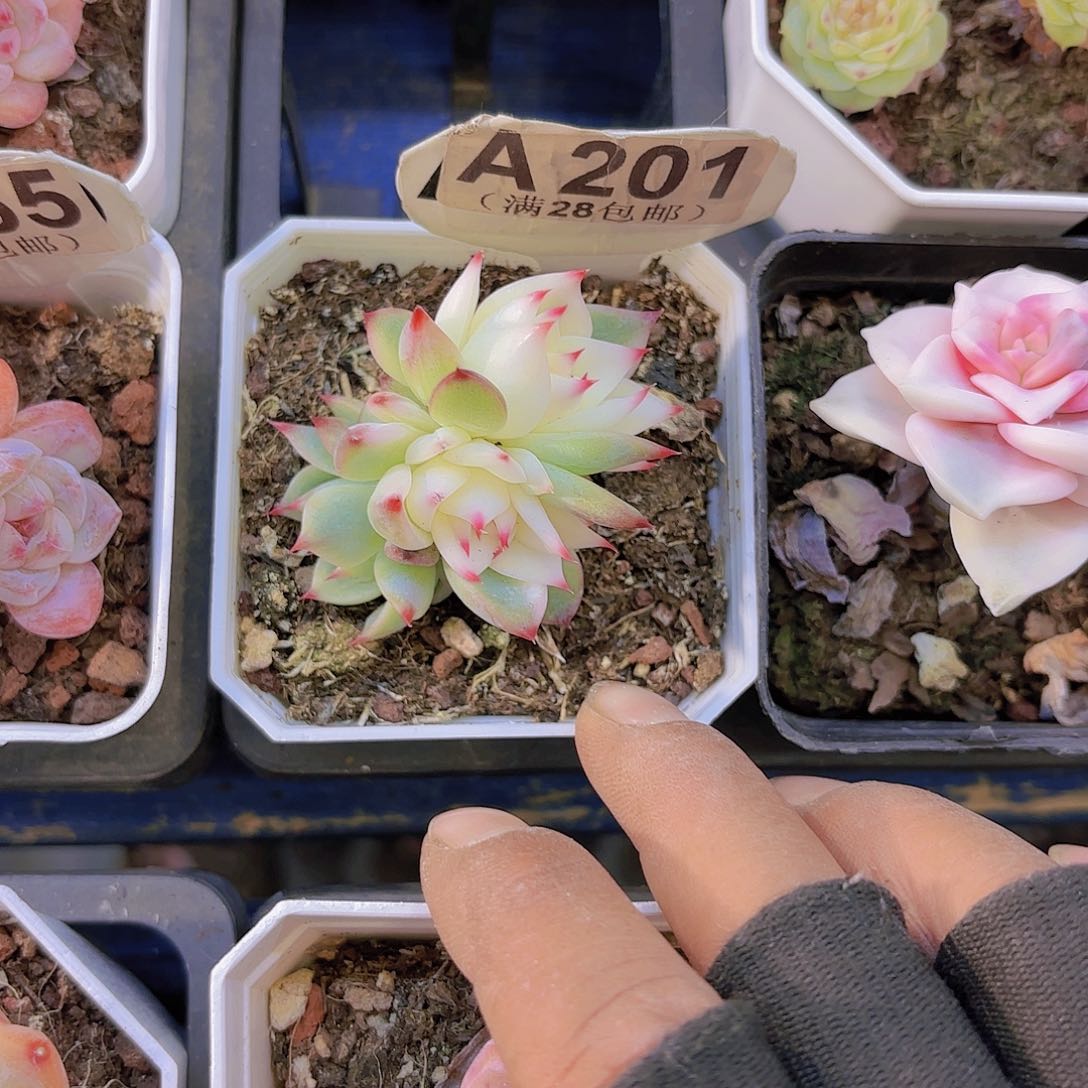 A201吉娃娃锦一物一拍