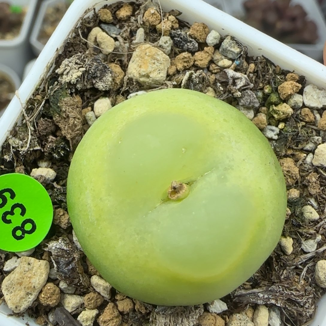 拉登2.6多肉植物839