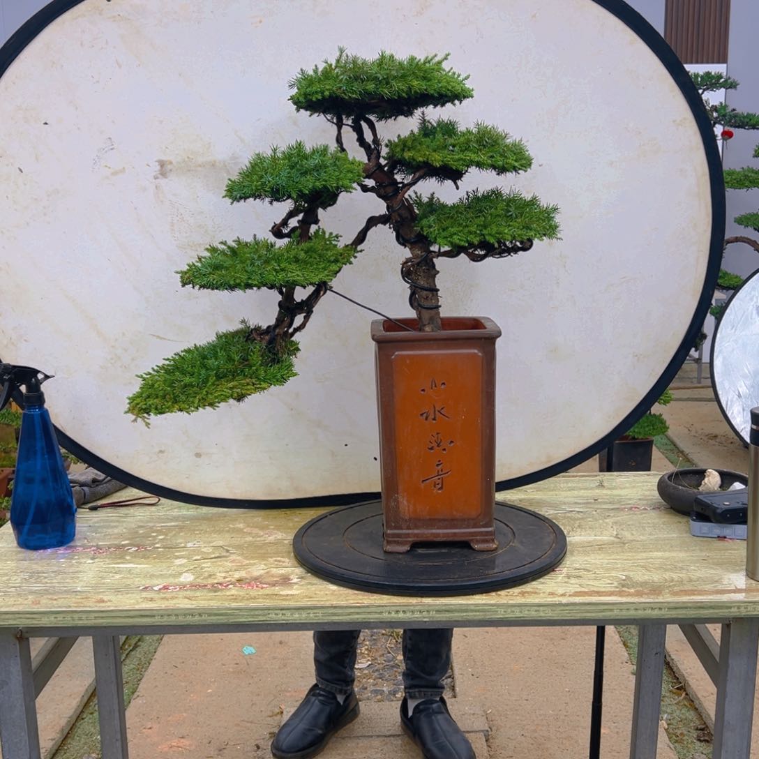 盆景龙爪松造型盆景