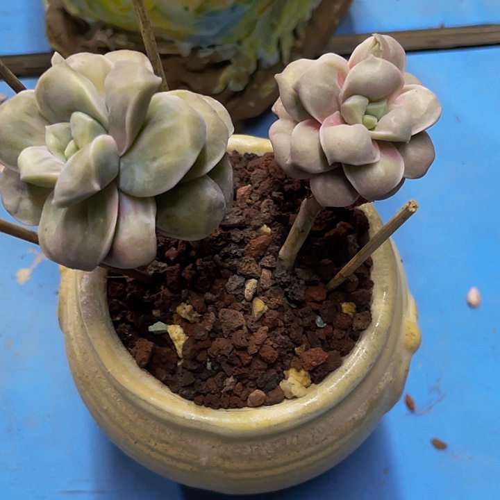 一物一拍一物一拍