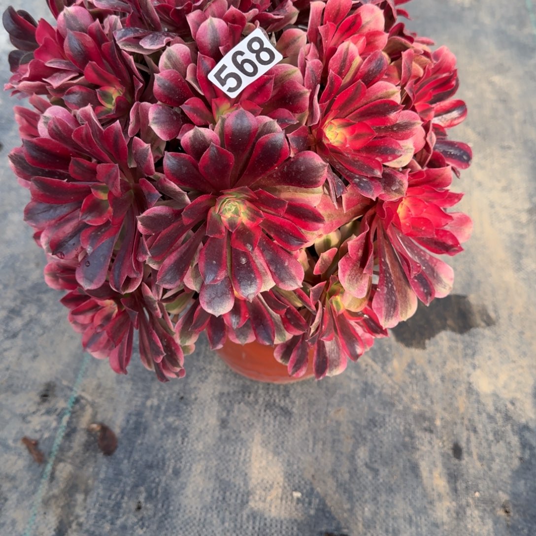 568多肉植物粉体美杜莎有断枝