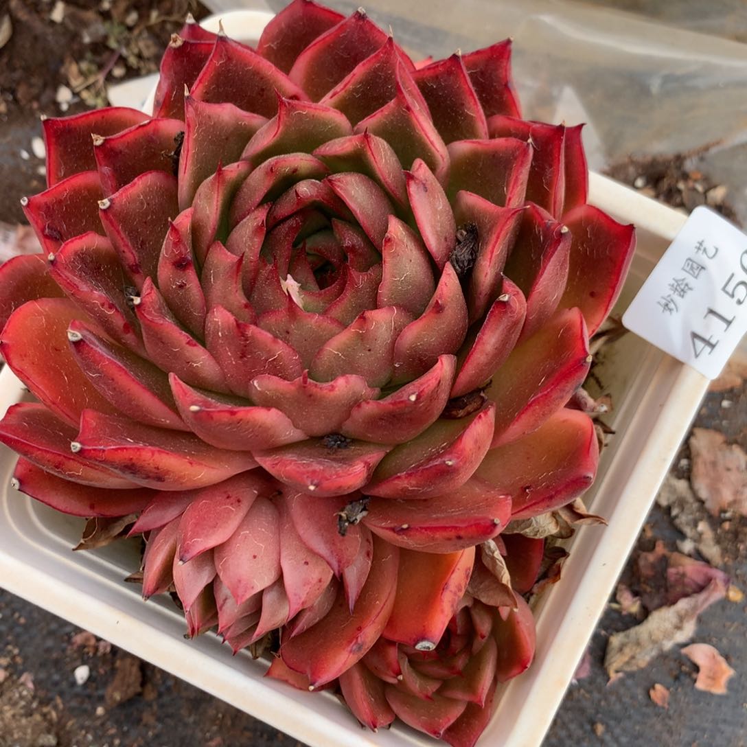 4156杂交精品基地13厘米