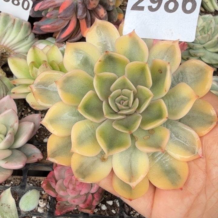 多肉头盖锦满18包邮当场凑单