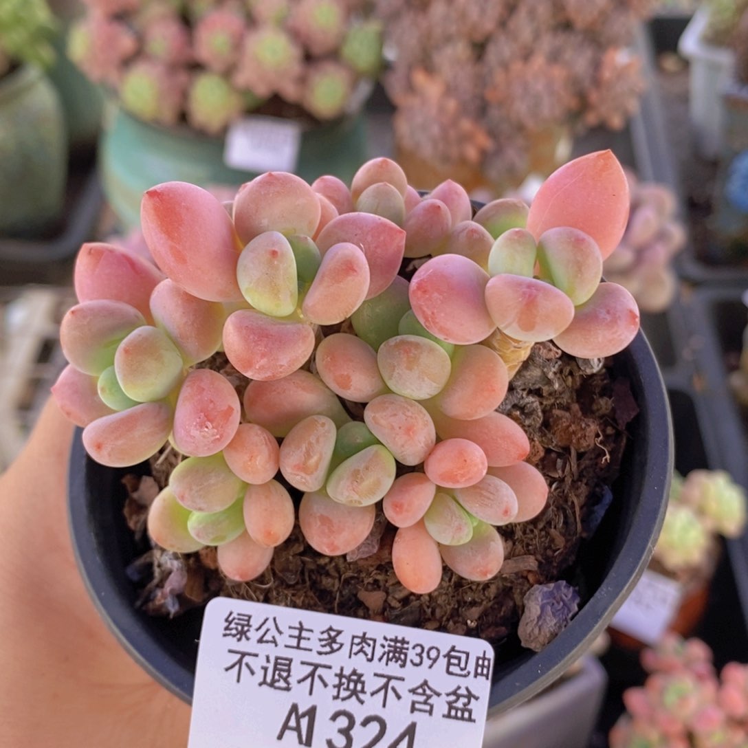 橘子香水洛神7cm324多肉植物