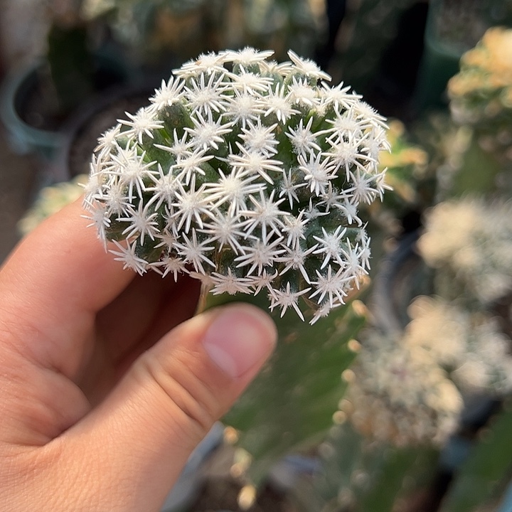孤月仙人球855号可落地
