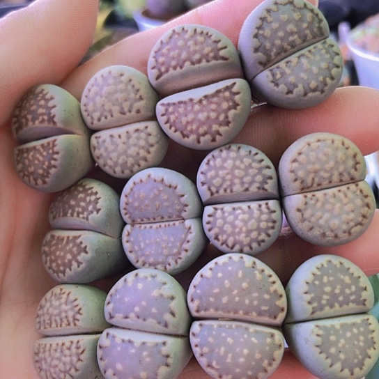 无花朵1235，2厘米左右如图