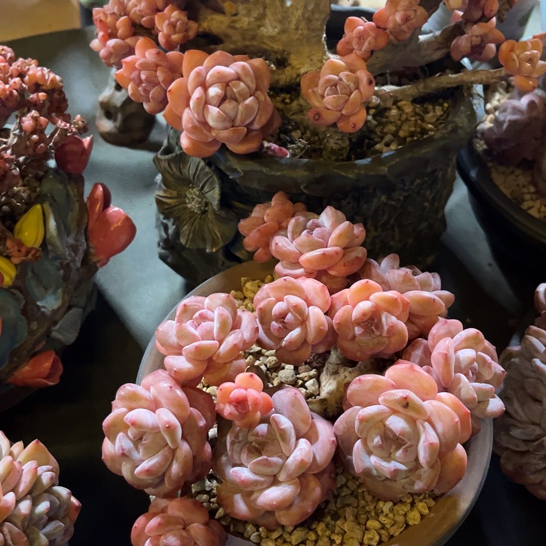 事半功倍寄养发货链接