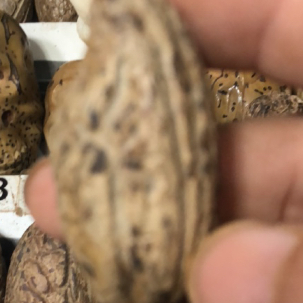 天然千眼菩提异型小鸟原果收藏把玩