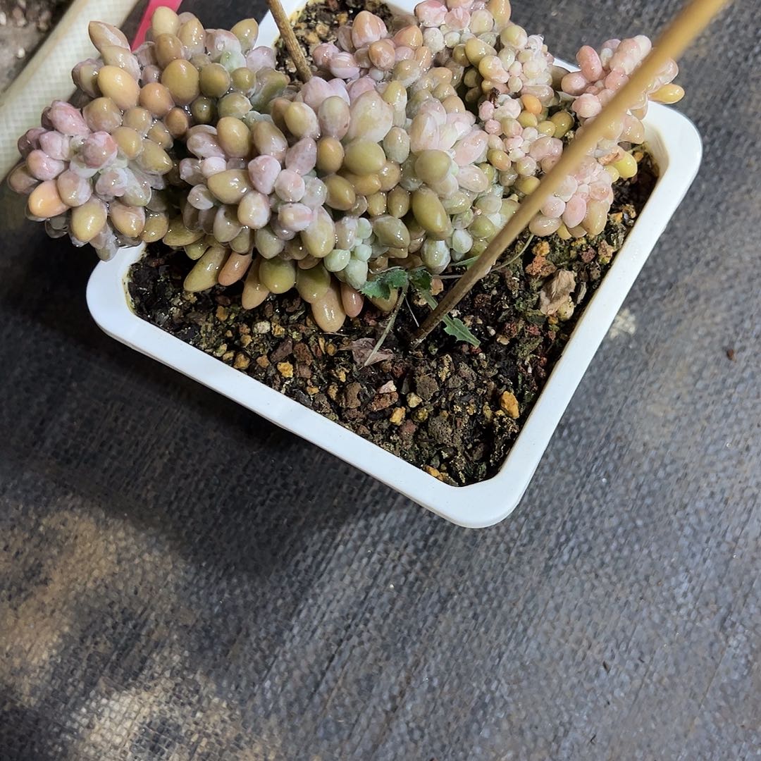 咖****汤圆缀化多肉植物