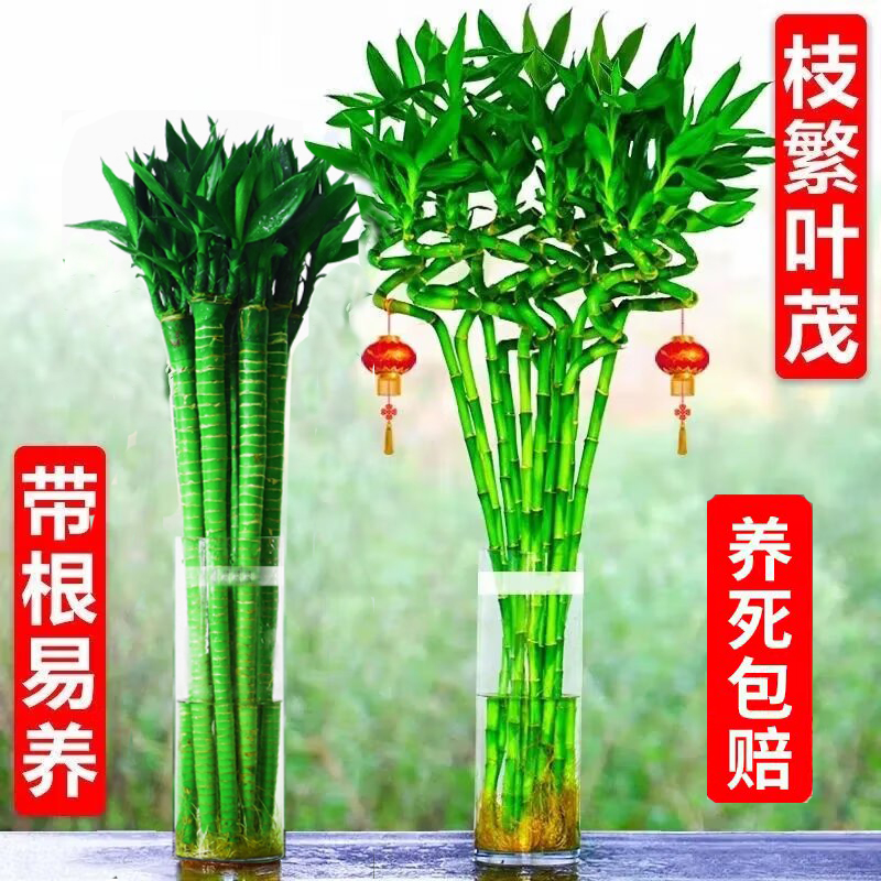  带根文昌竹水养富贵竹转运竹多头龙竹植物客厅盆栽绿植水培花卉