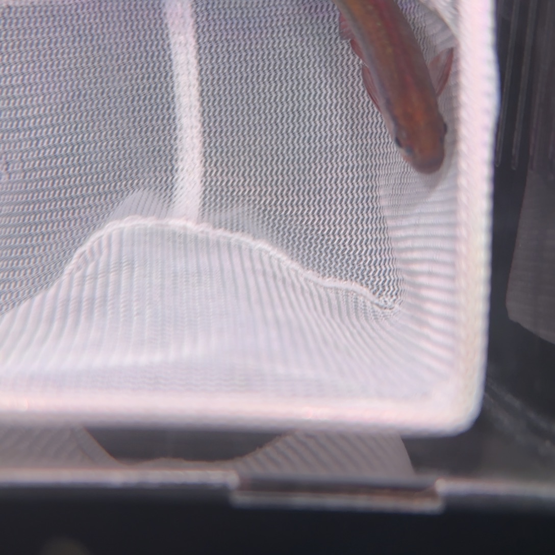 用***6灯科鱼蓝缎带二型公鱼一条