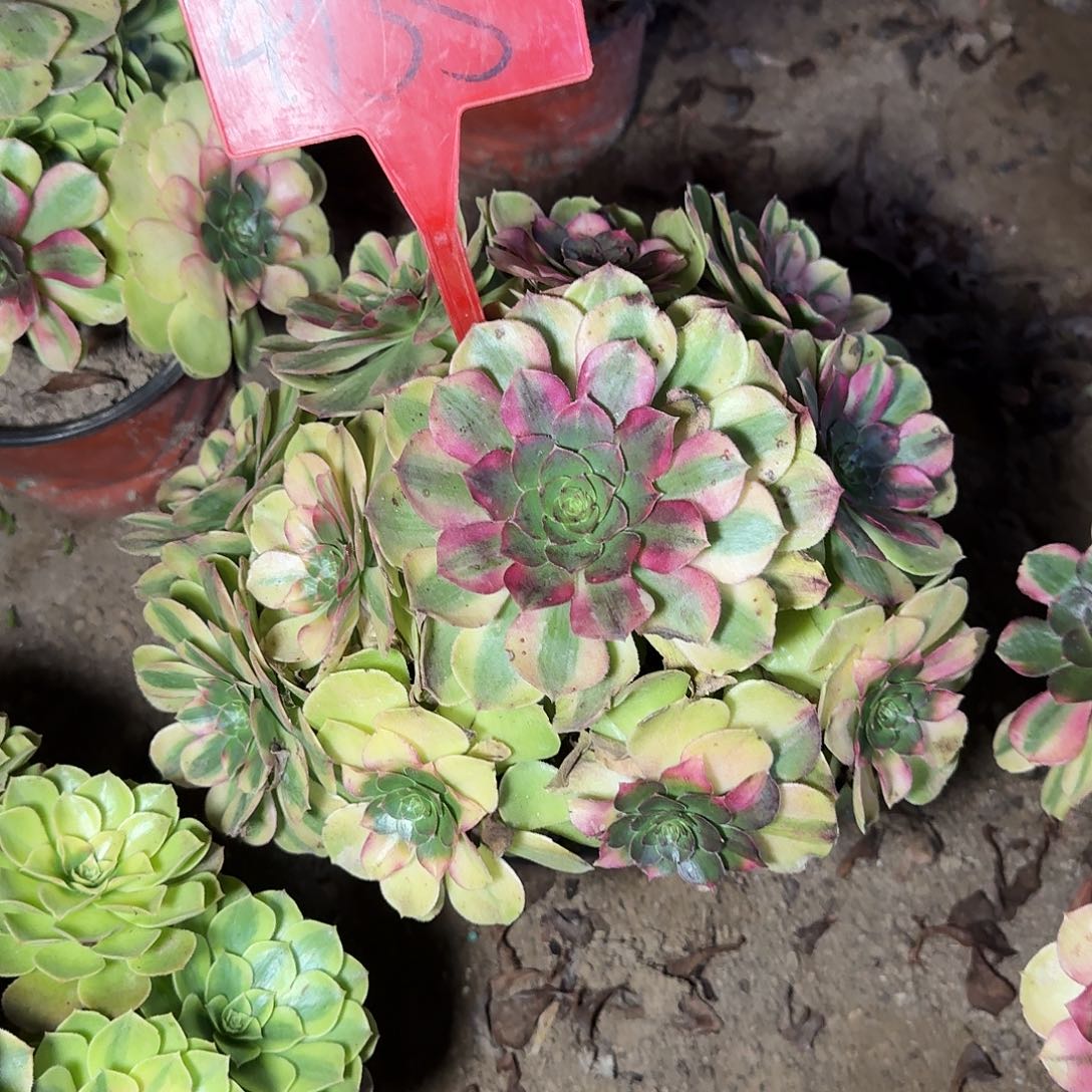 珍***惜4136雨荷多肉法师