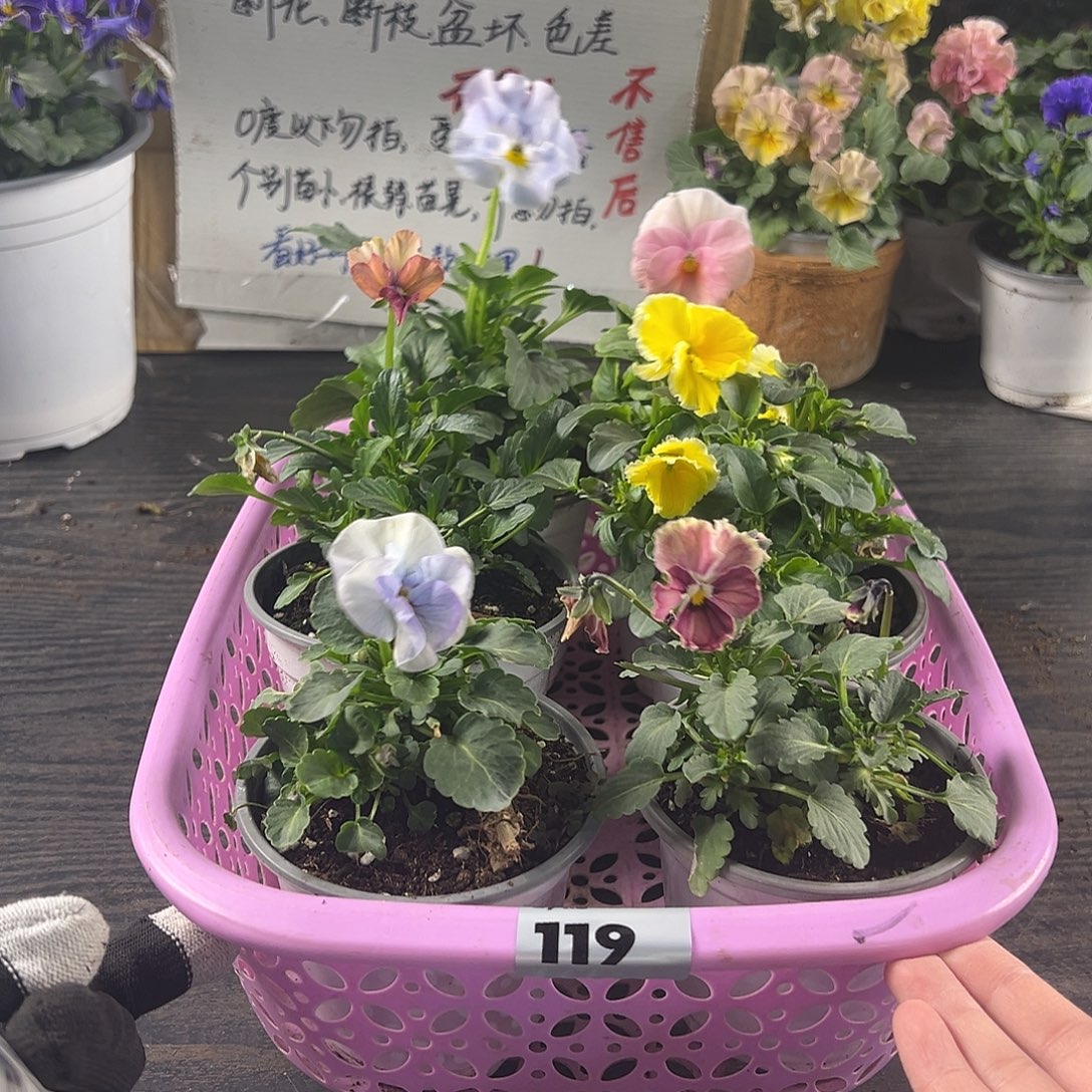 大部分花苞少量开放119号