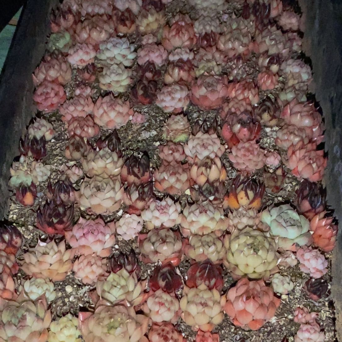 912多肉植物保护研究所所长助理