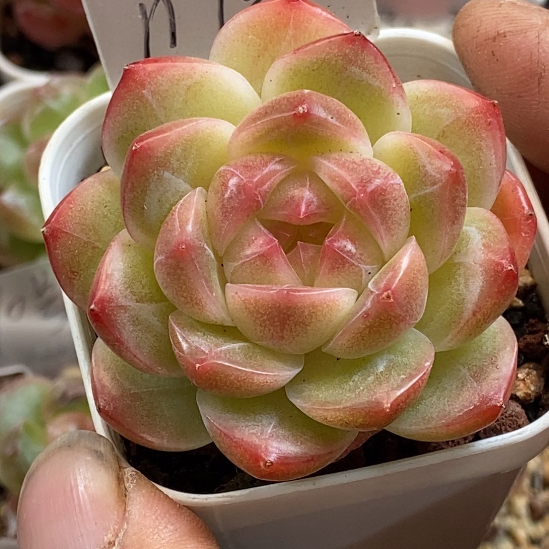 天官赐福百无禁忌