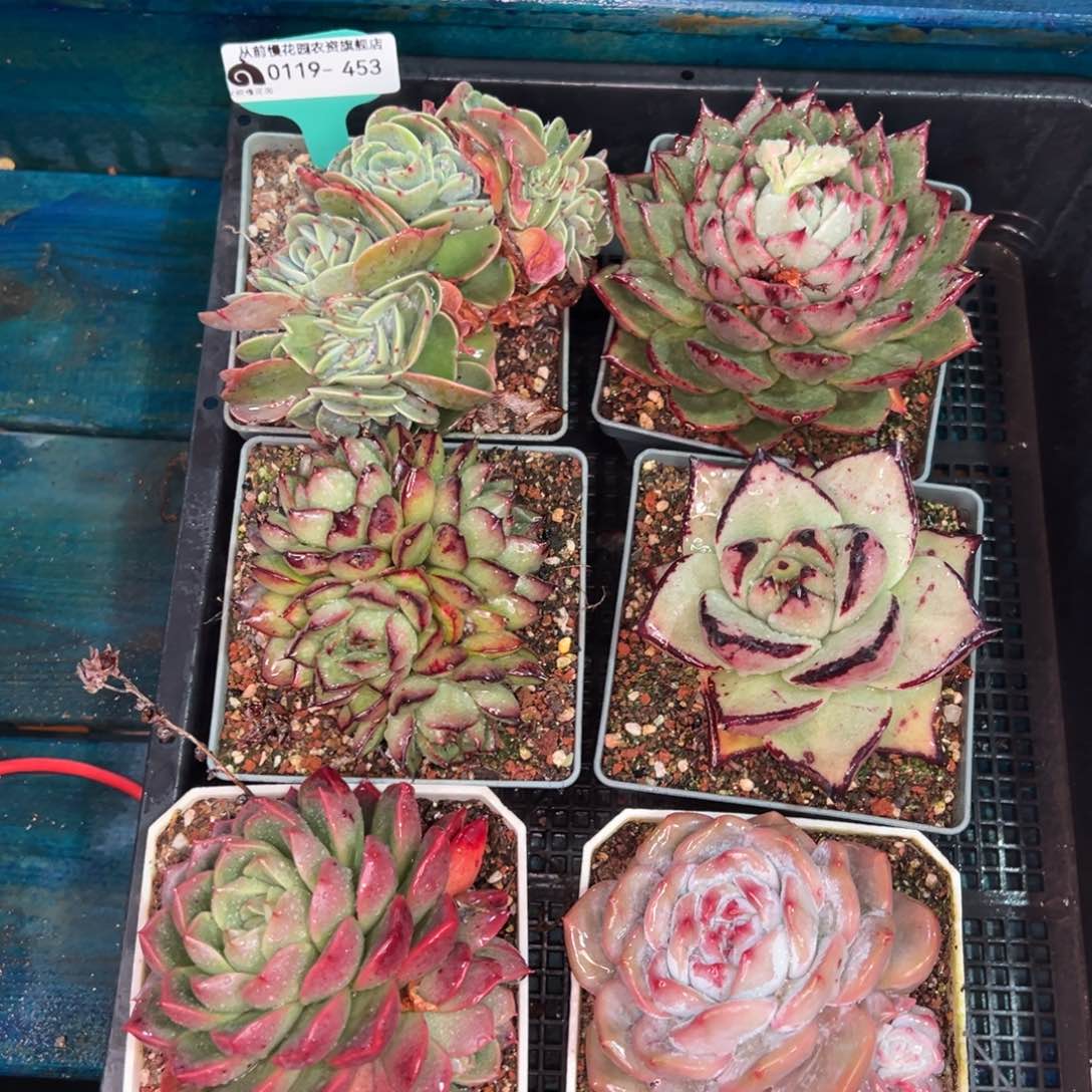 从前慢多肉精选编号0119.453