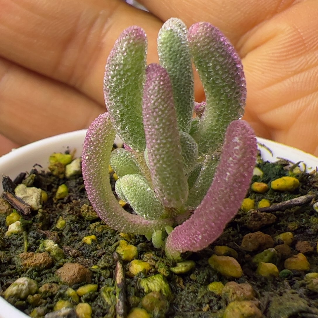 多肉植物枝干超紫