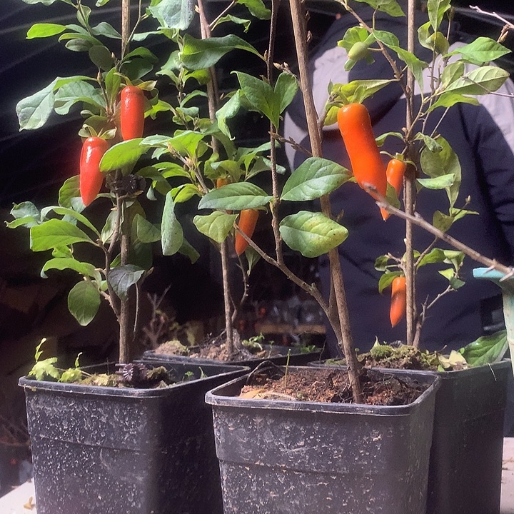 无花朵老鸦梦之那