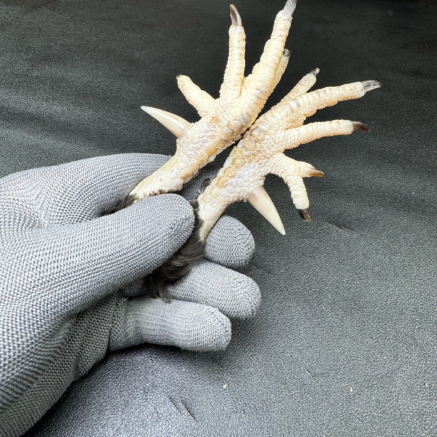 文玩鸡爪骨手把件（一对元宝 处理好发货十天左右发货）