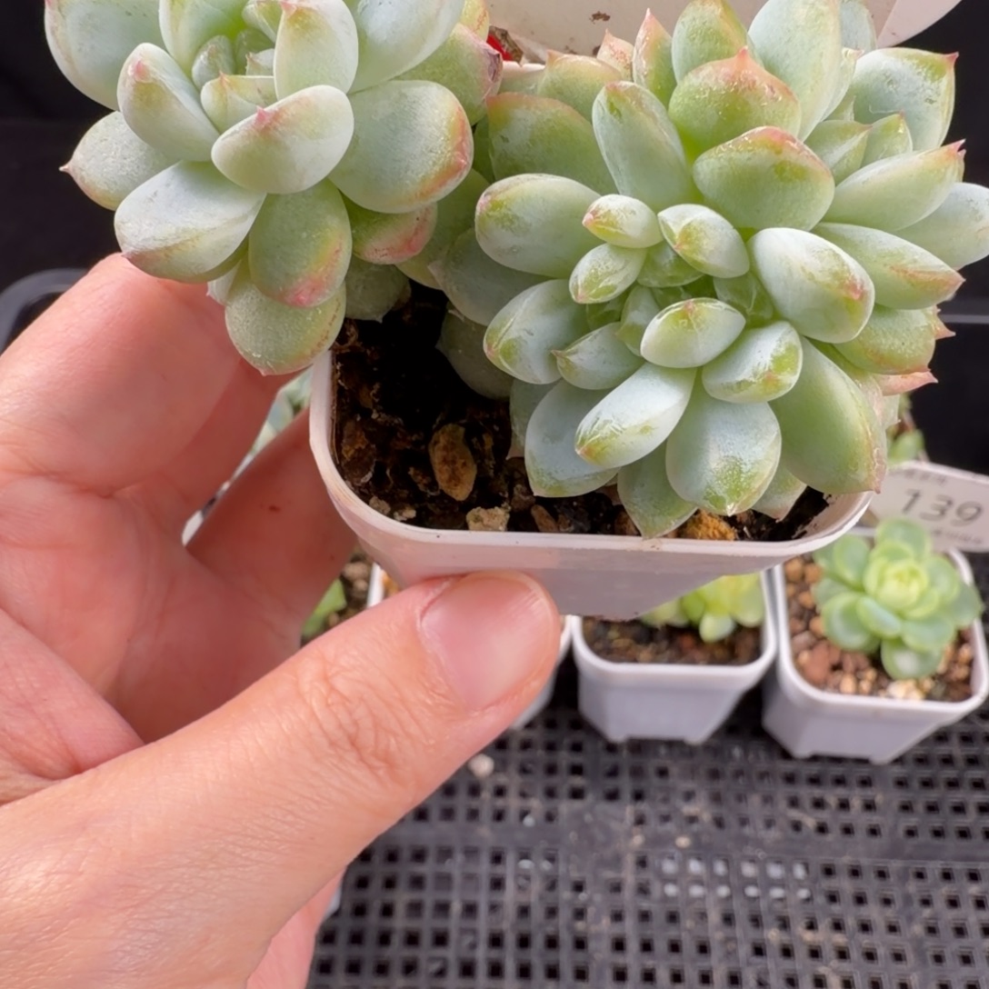 白色钻石珍妮三头群142号