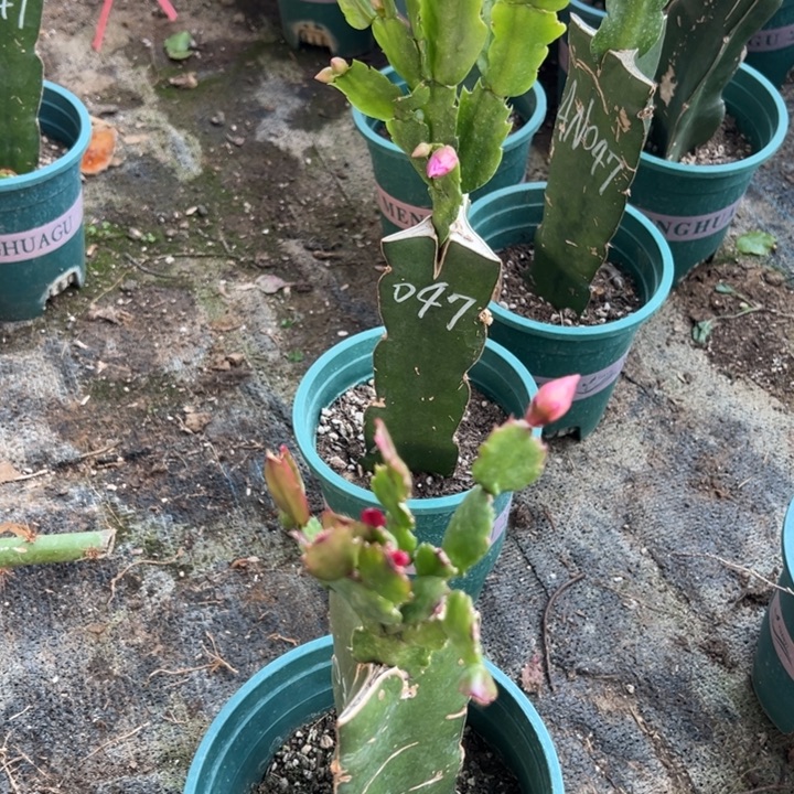 周***178号047火烈鸟之星紫色重瓣，666