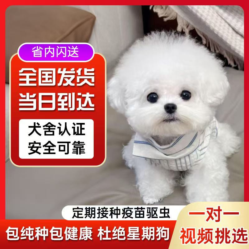 比熊 活体宠物狗狗 TT5