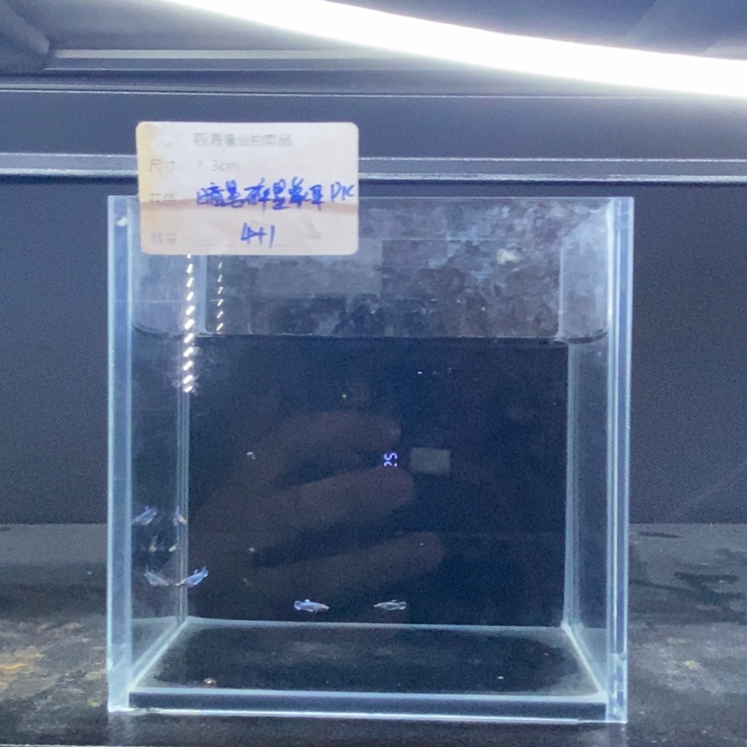 斗鱼包活不包损所见即所得006