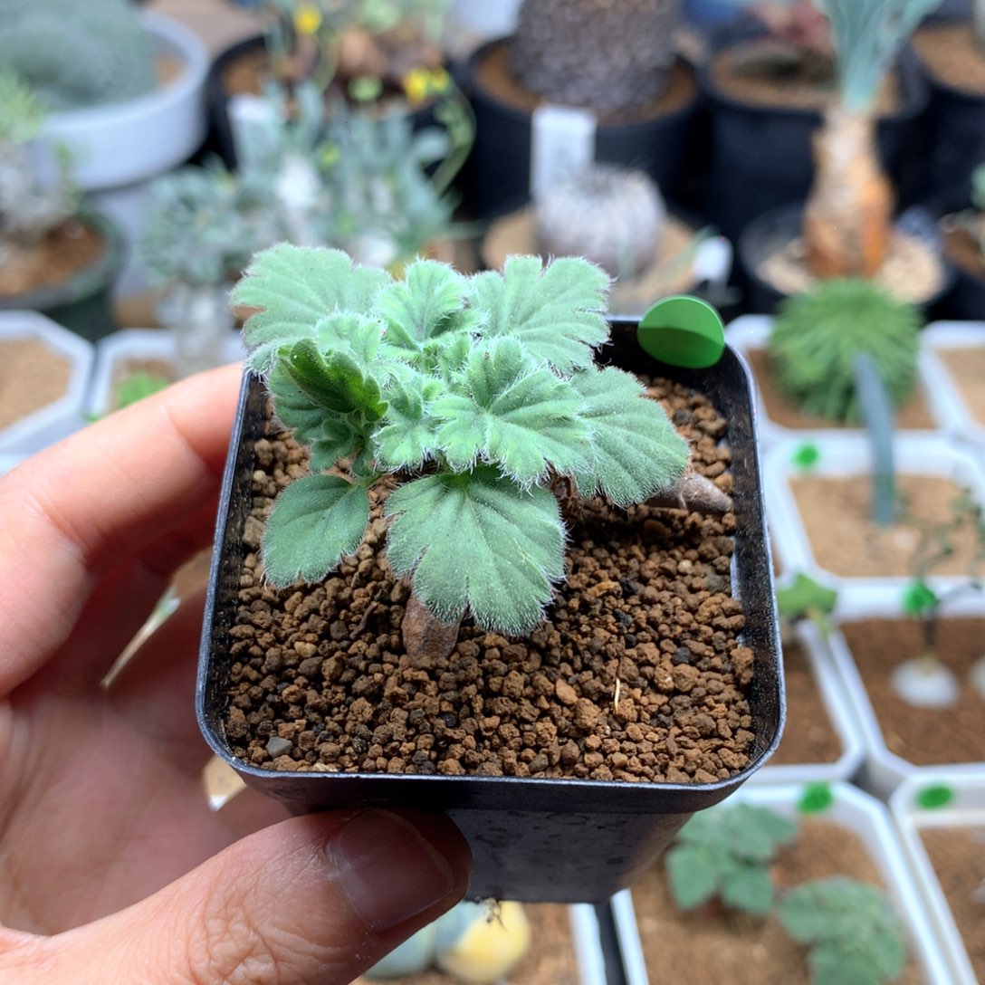 文纳森杨葵母本带盆