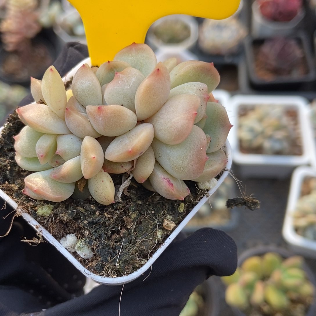 614红恋多肉植物保护