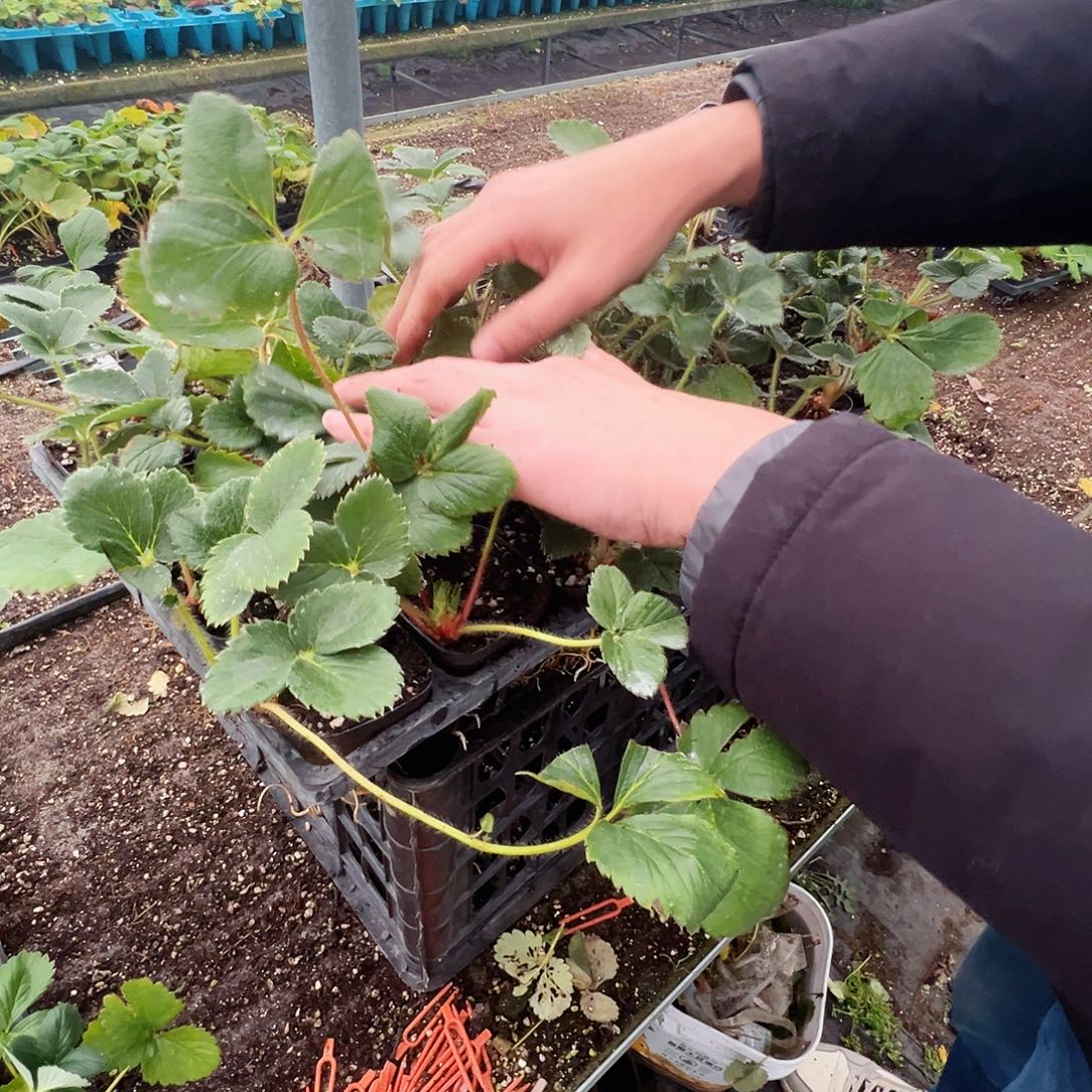 4颗真红美玲含苞欲放