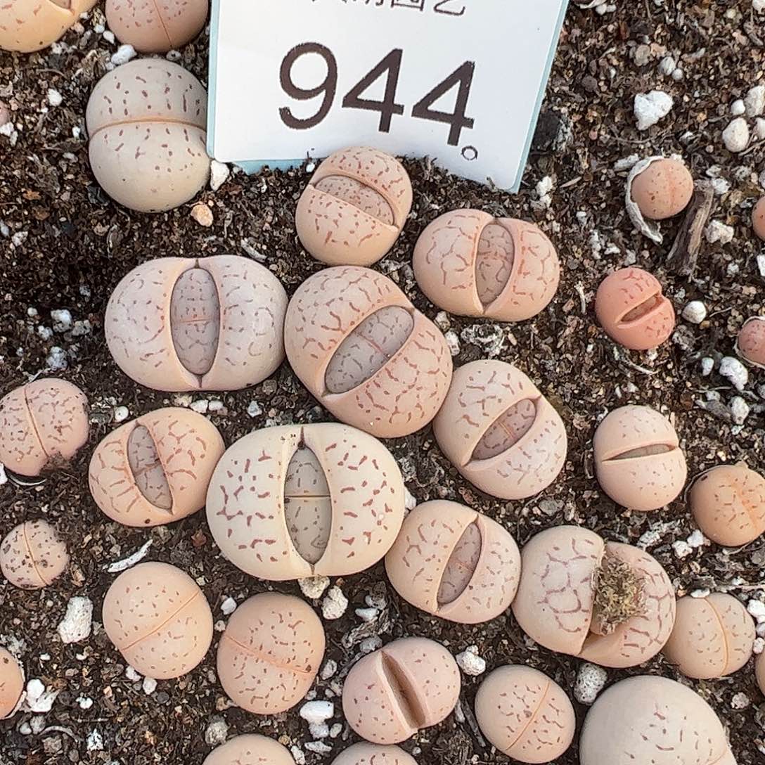 0000944量拍大白3颗