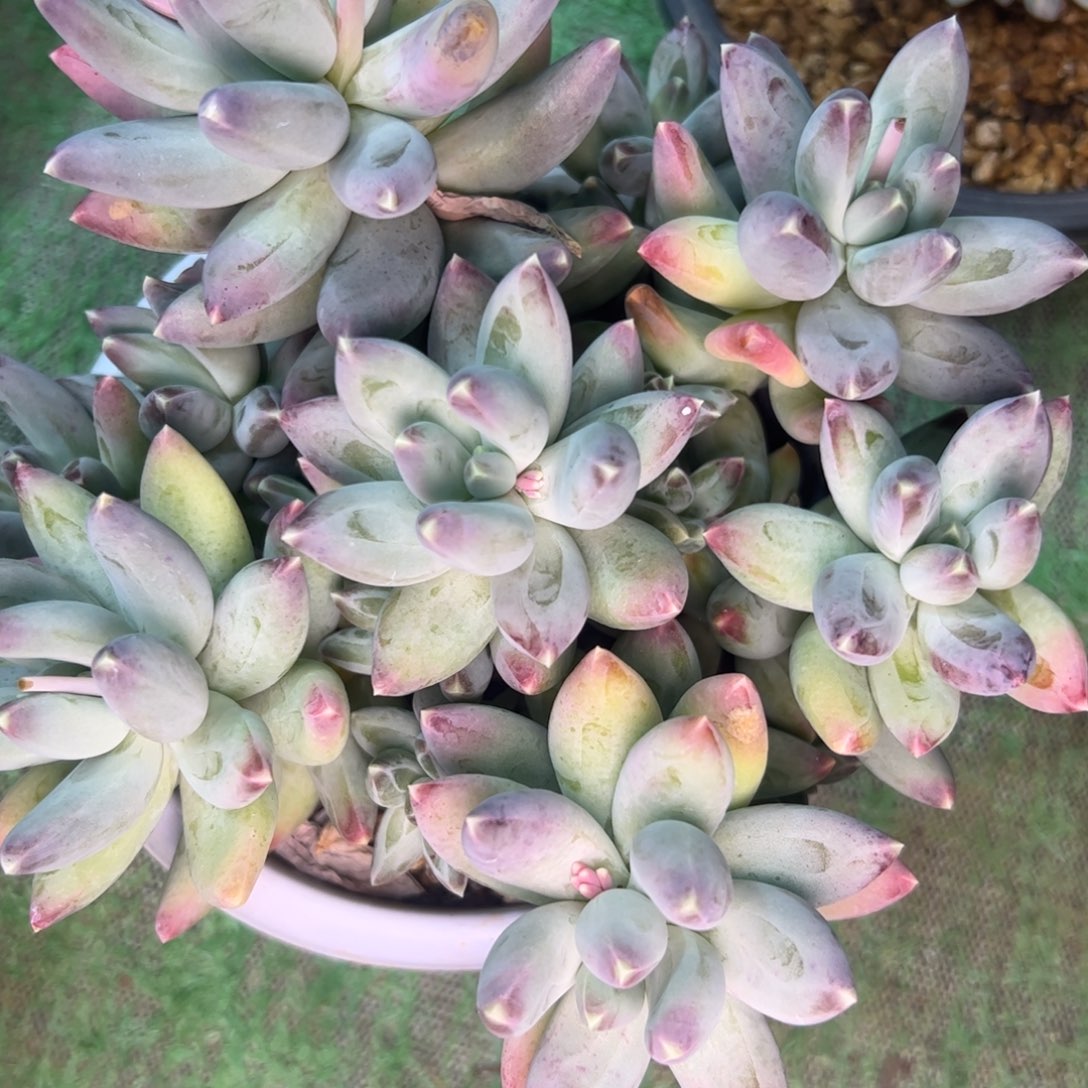 孟***?星空美人，一物一拍