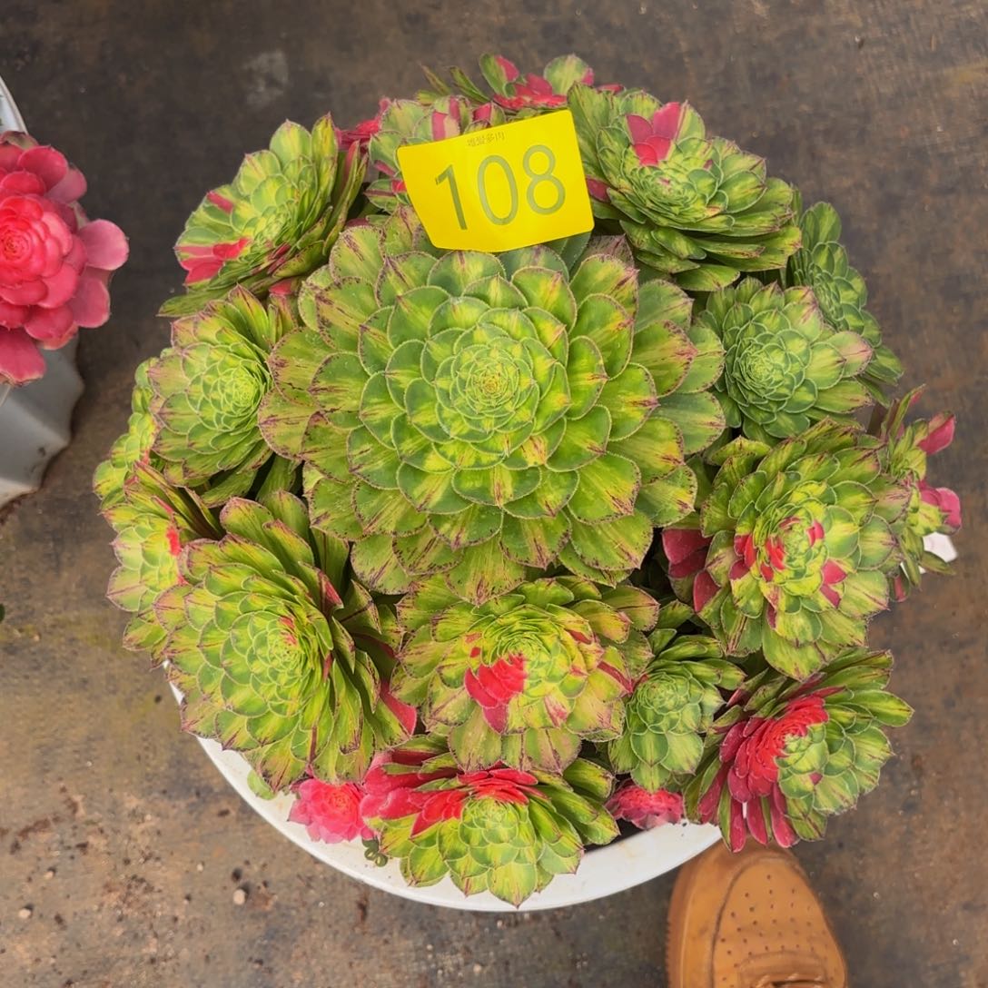 哈哈多肉葡萄福利来108