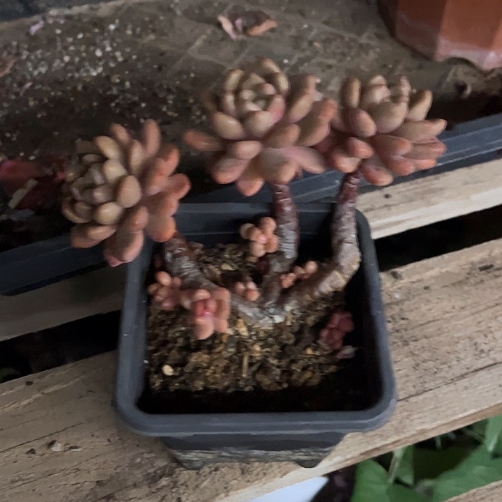 红陶福***?香奈儿多肉多头老桩