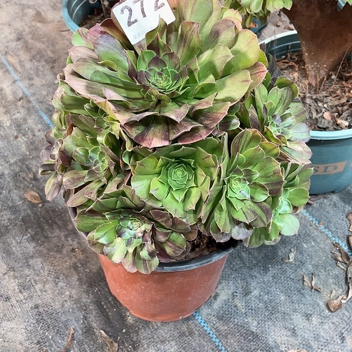 花月夜272   冠幅24