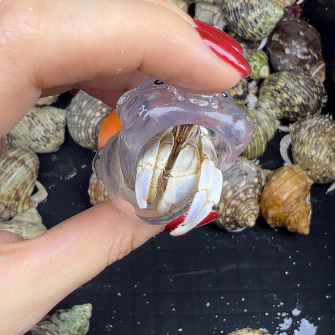 磨尖透明壳冰蓝白灰白1.8口