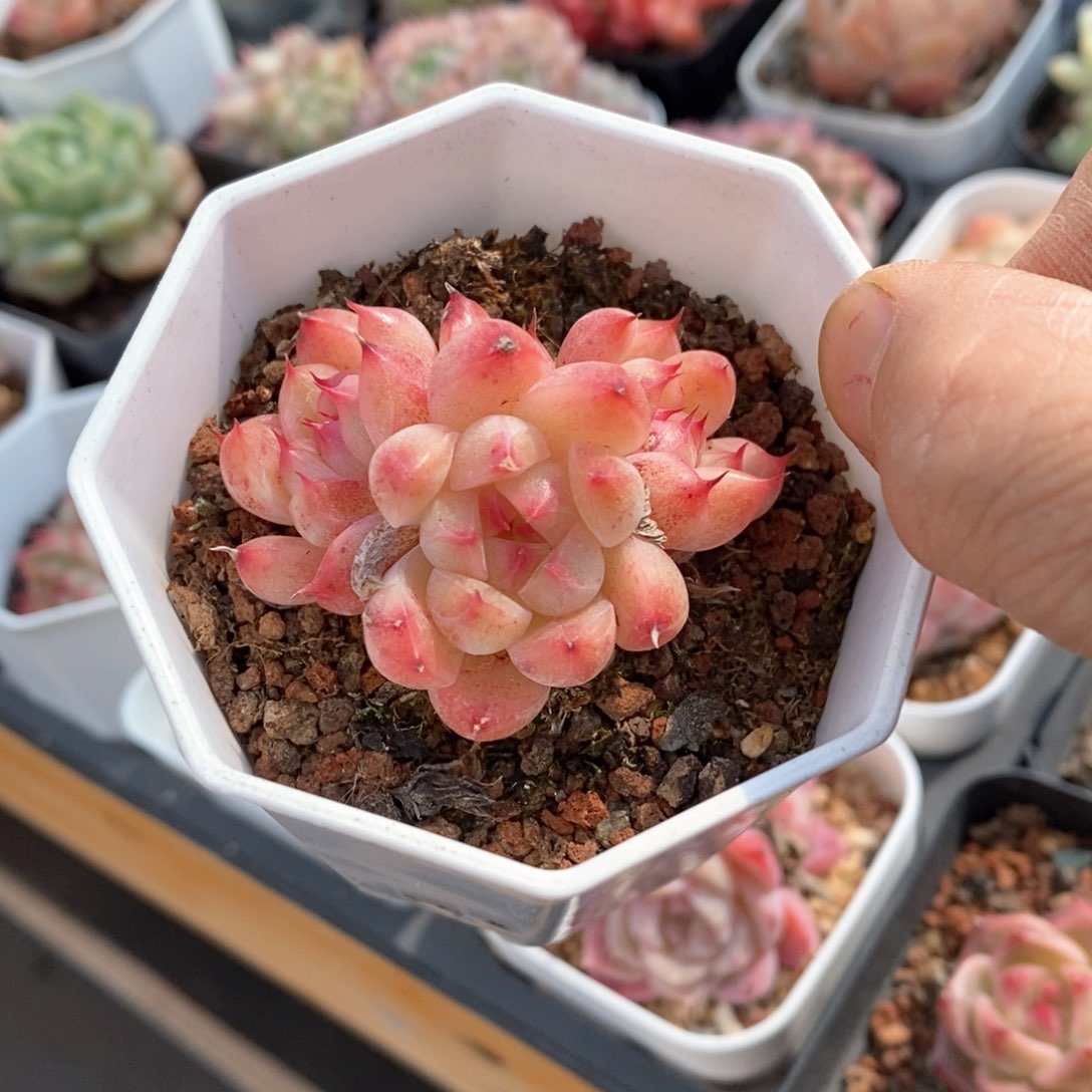 精品多肉一物一拍不包整37