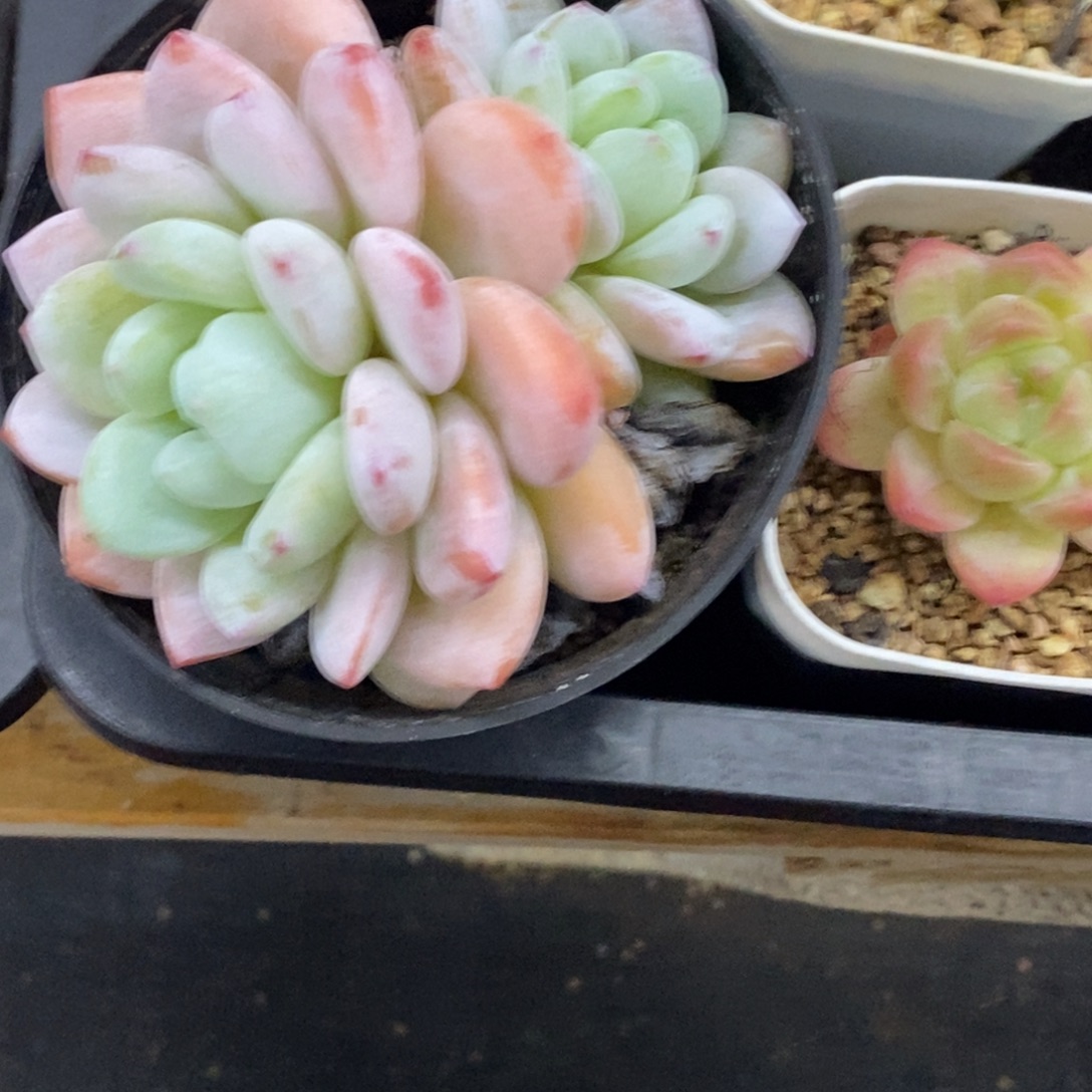 精品多肉一物一拍不包整243