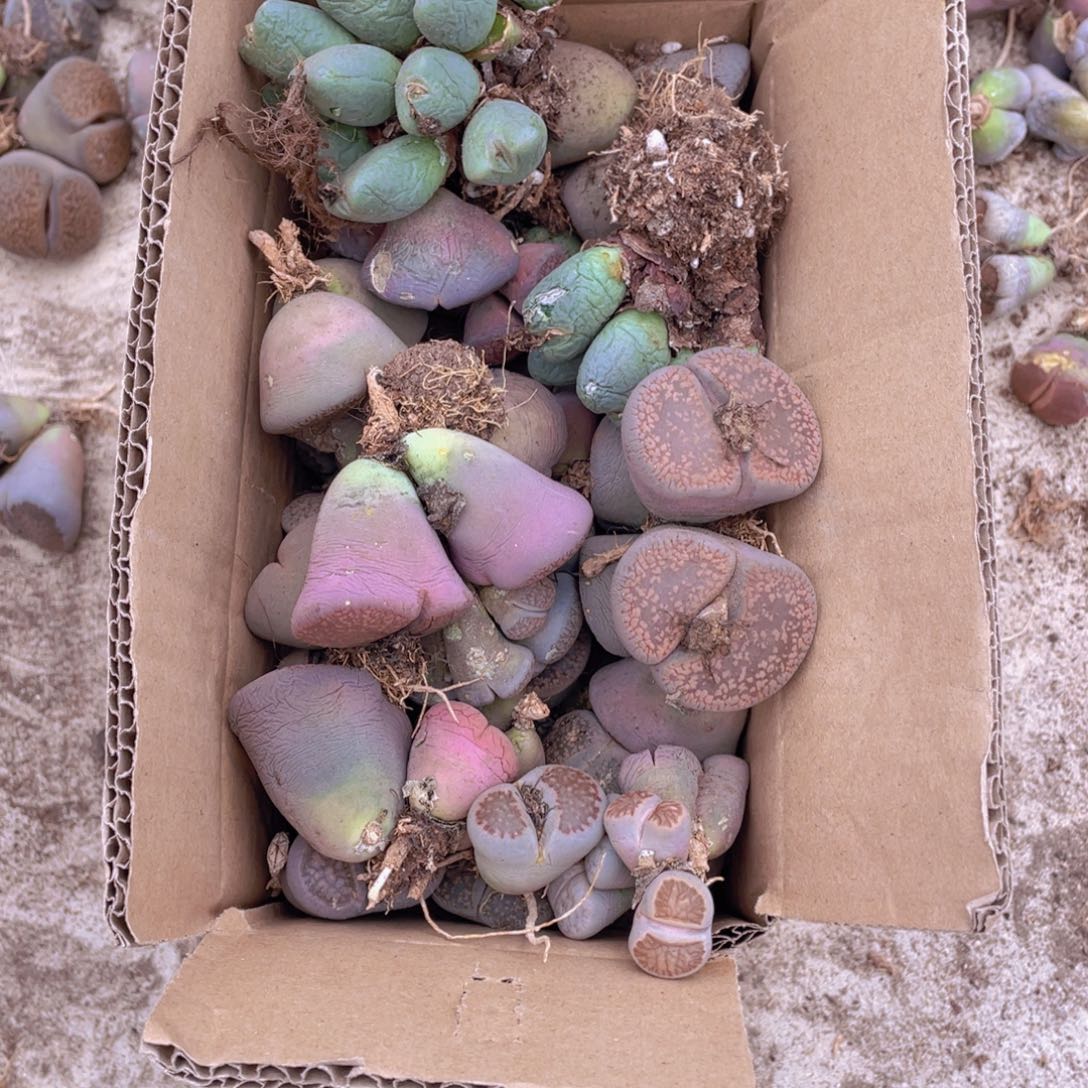 一箱母本888888888888