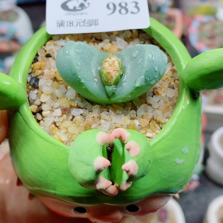 生石花花花花花花花983