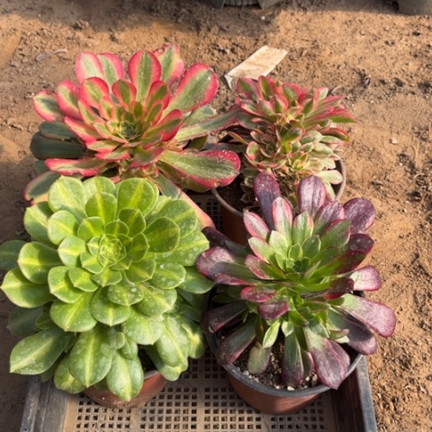 289多肉植物组合