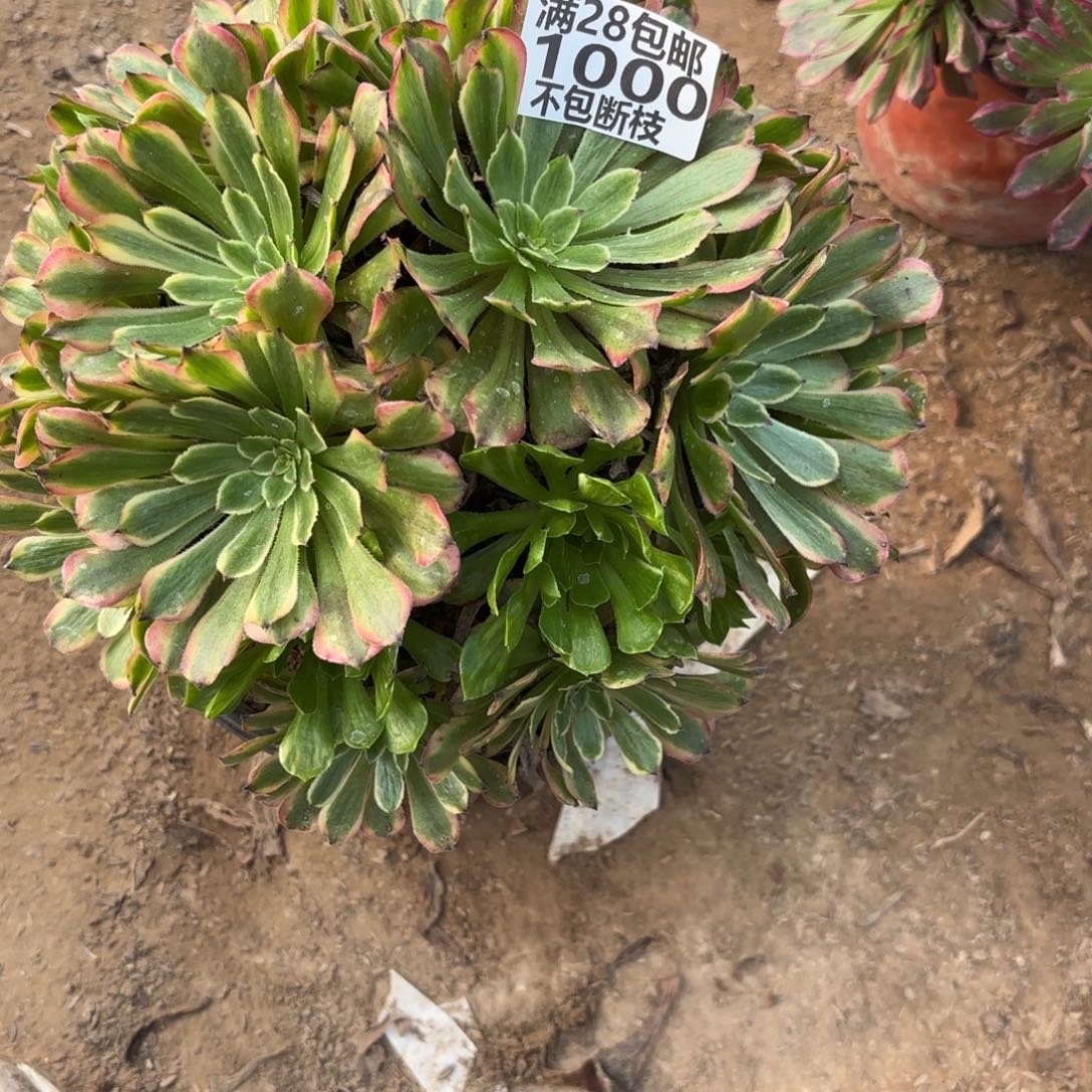 M. 1000粉带多肉，abeno