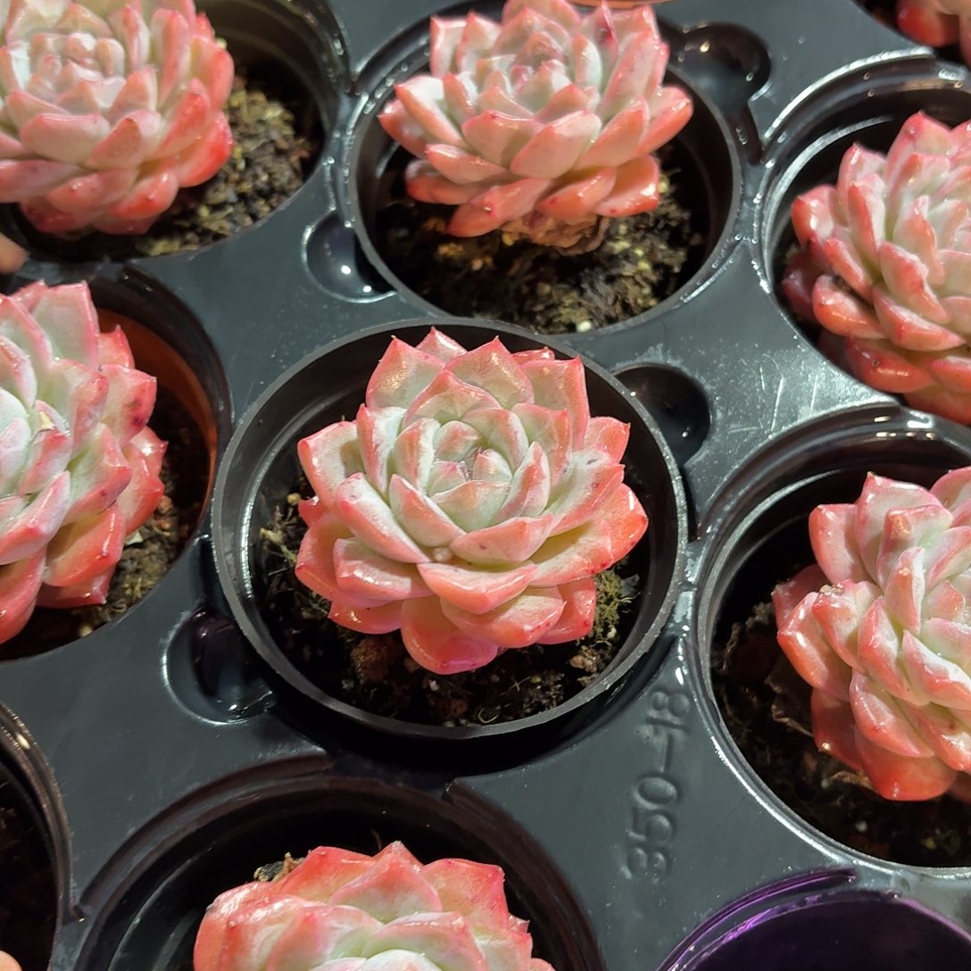 粉钻多肉9㎝盆单头